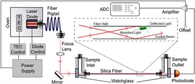 Label-Free Optical Detection of Pathogenic Bacteria and Fungi at Extremely Low Cell Densities for Rapid Antibiotic Susceptibility Testing